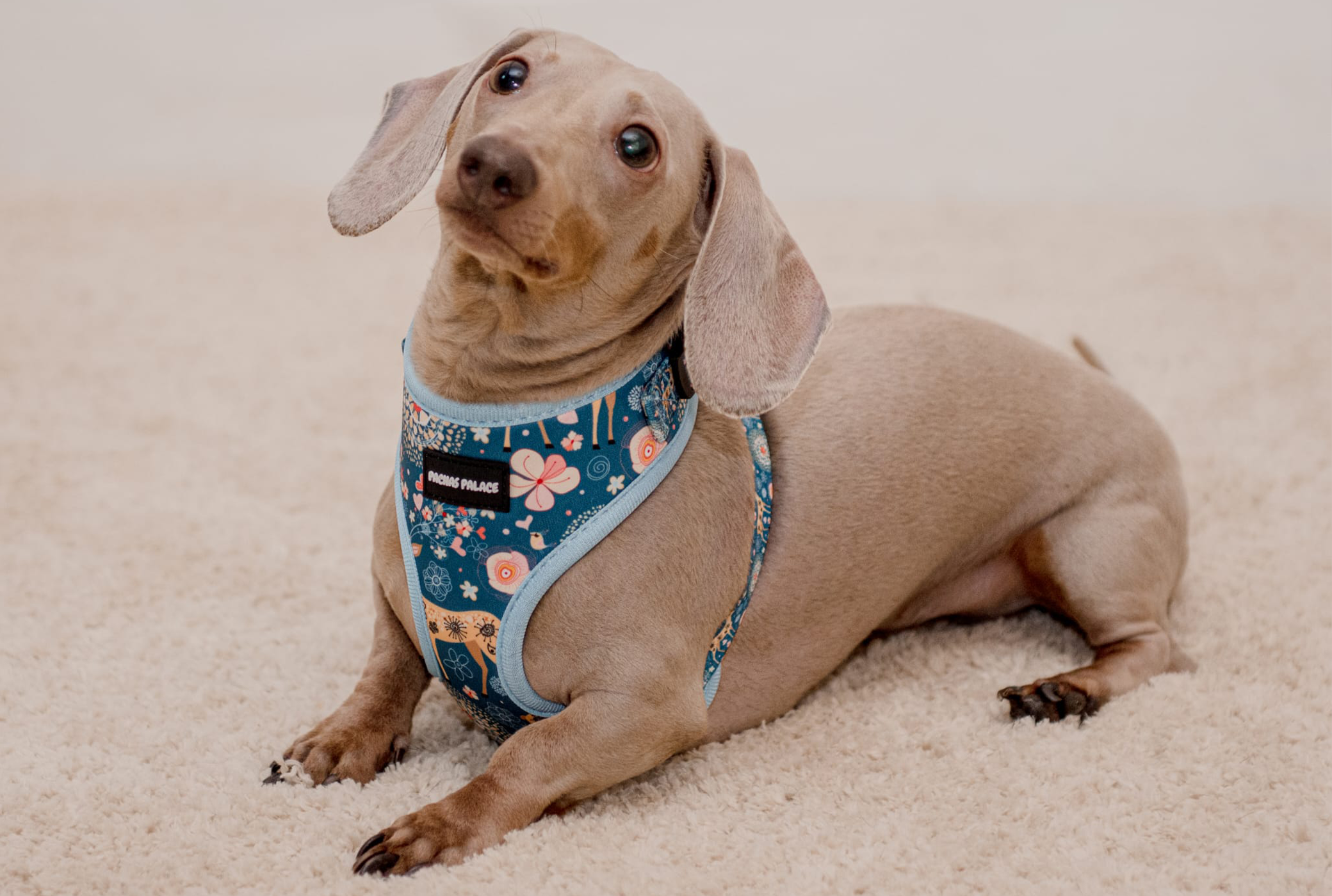 Blue Dog Harness & Matching Lead