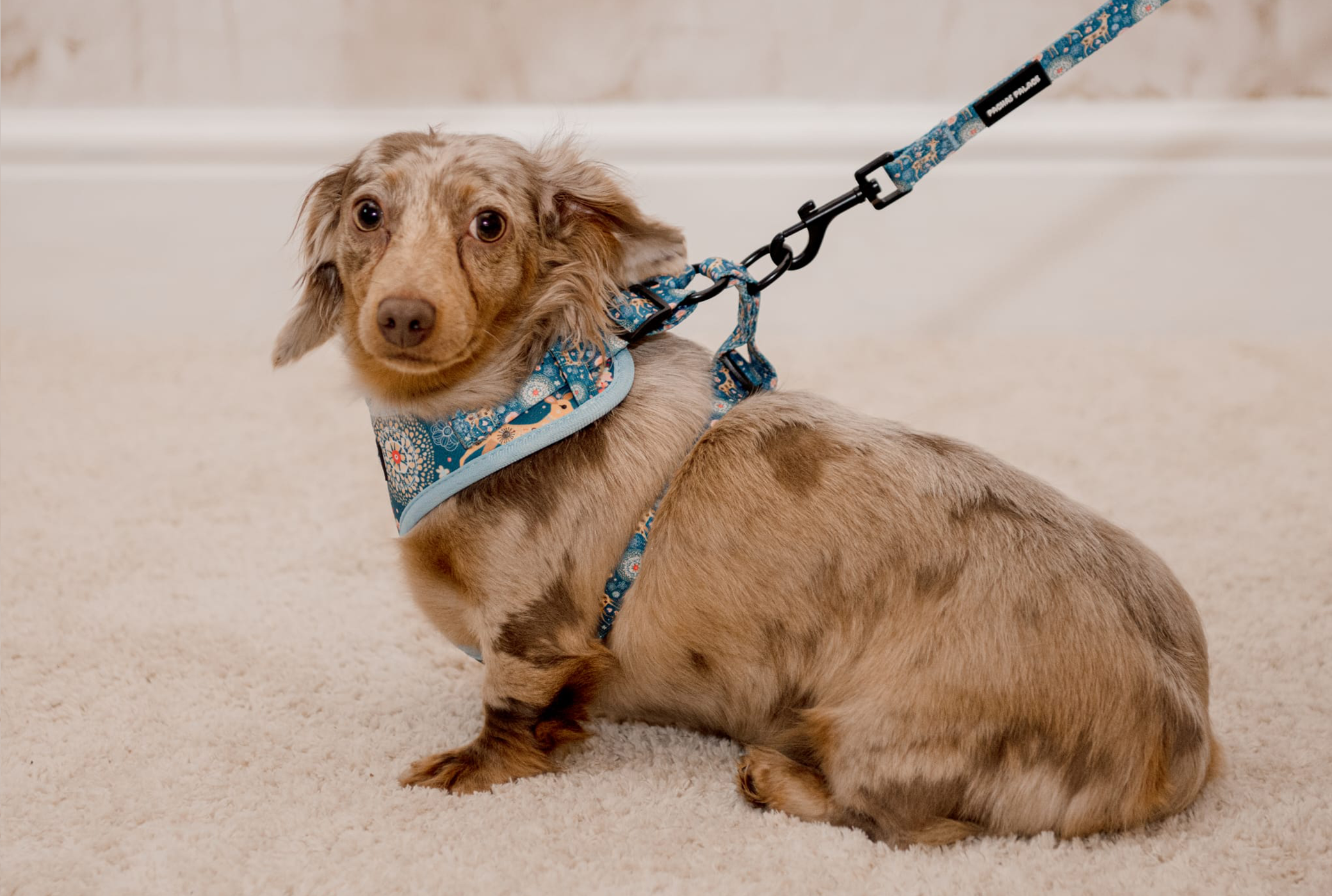 Blue Dog Harness & Matching Lead