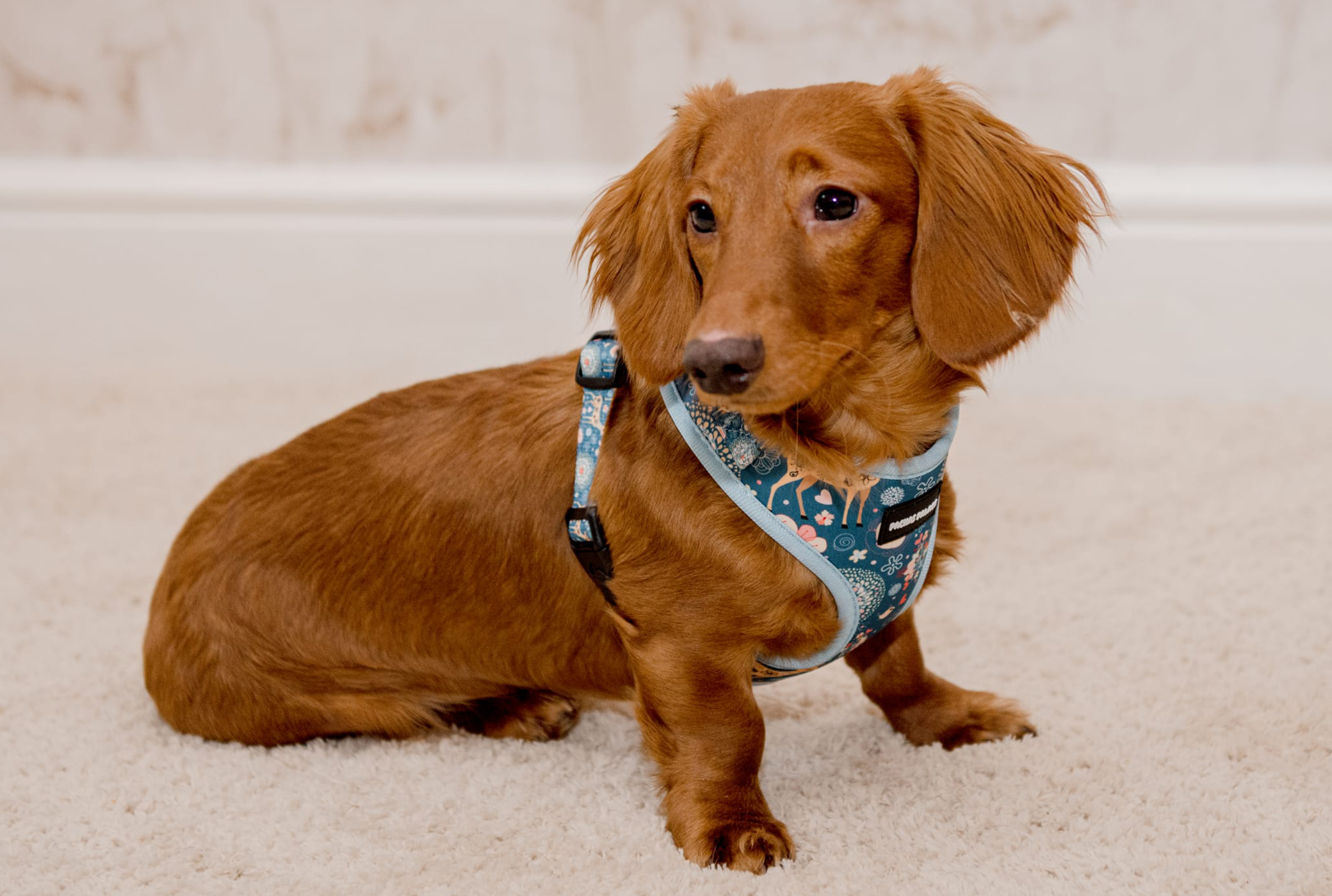 Blue Dog Harness & Matching Lead