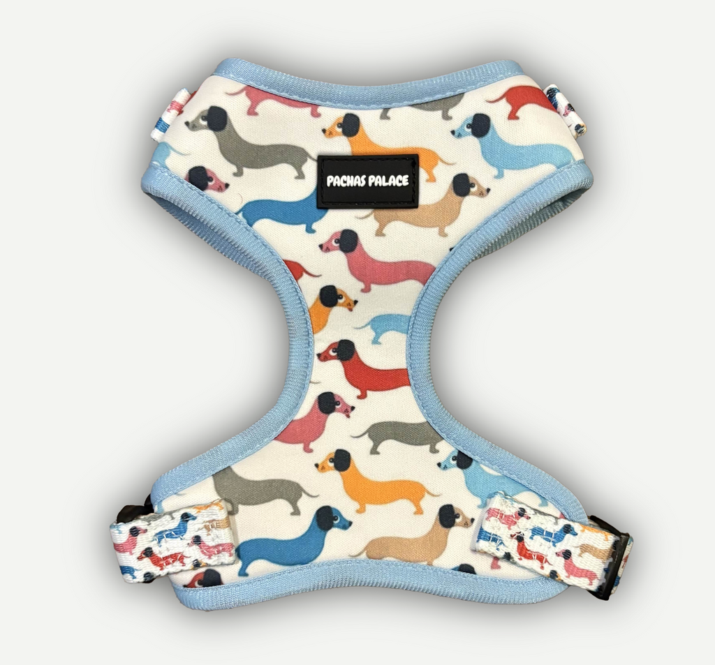 Blue Dachshund Dog Harness & Matching Lead