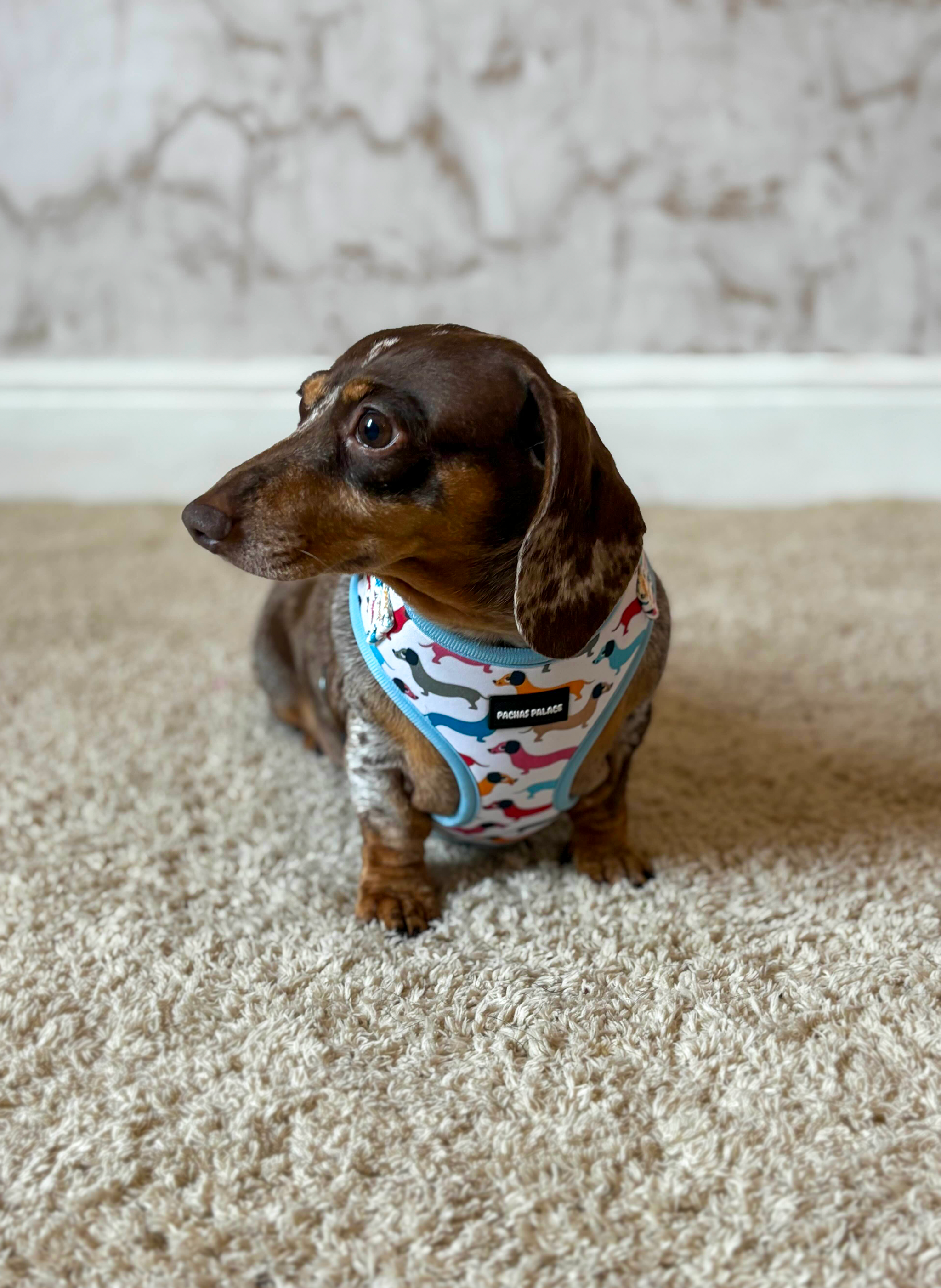 Blue Dachshund Dog Harness & Matching Lead