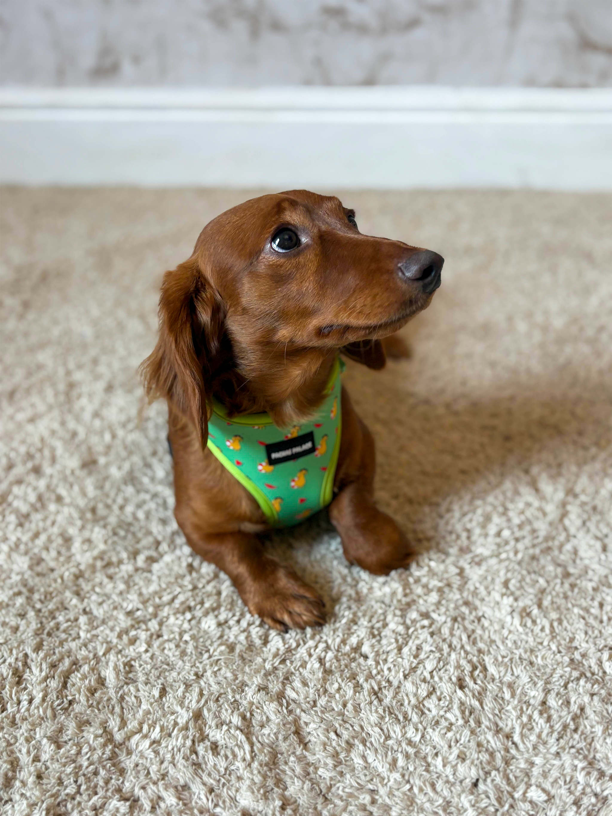 Green Dachshund Dog Harness & Matching Lead