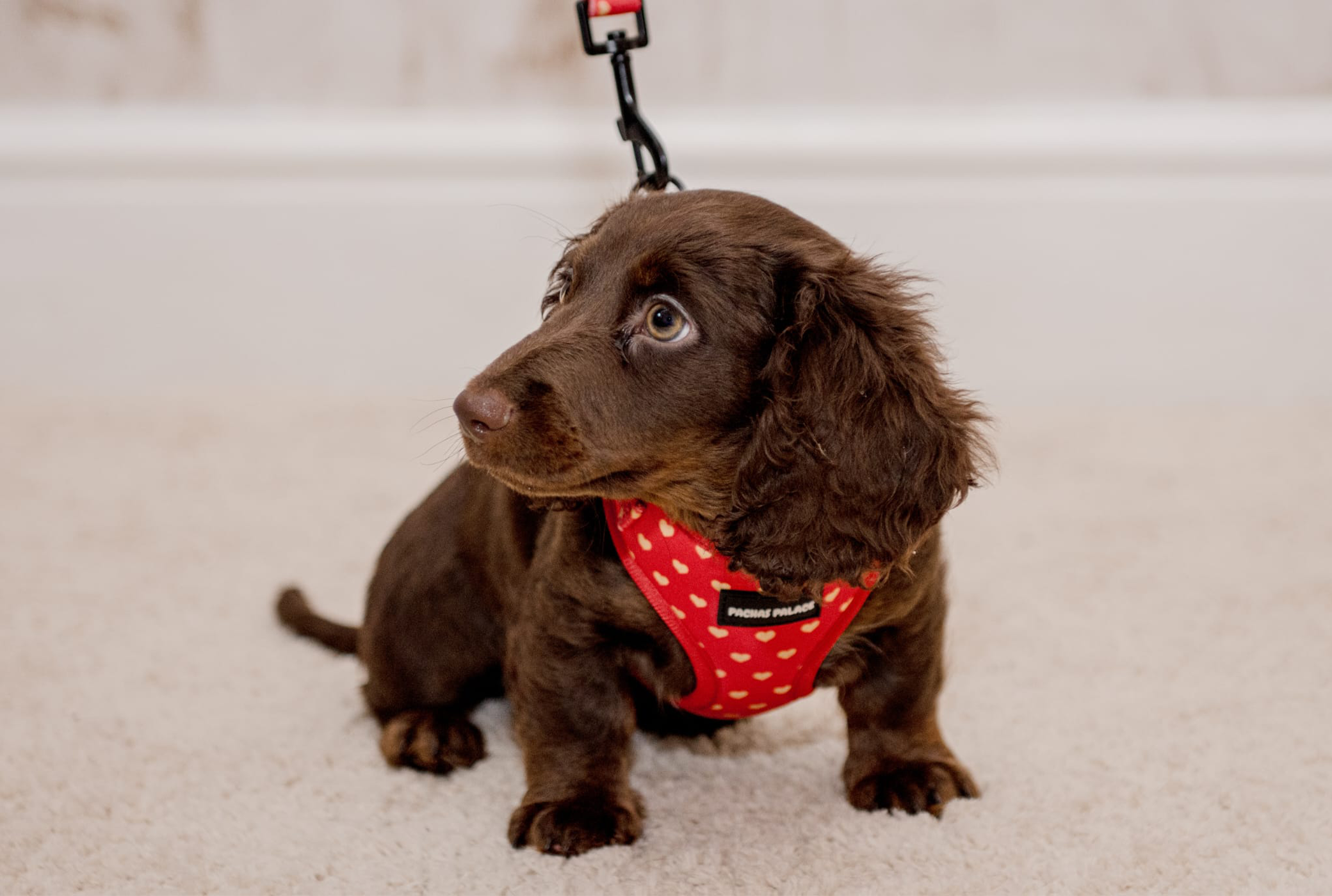 Red Puppy Harness & Matching Lead
