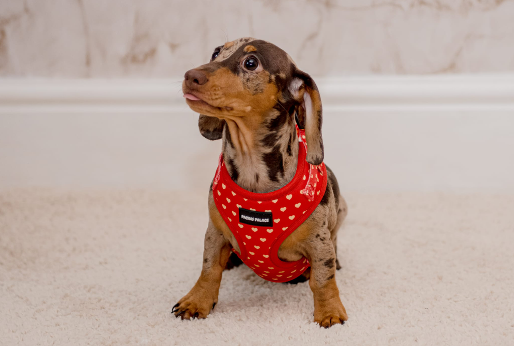 Red Puppy Harness & Matching Lead