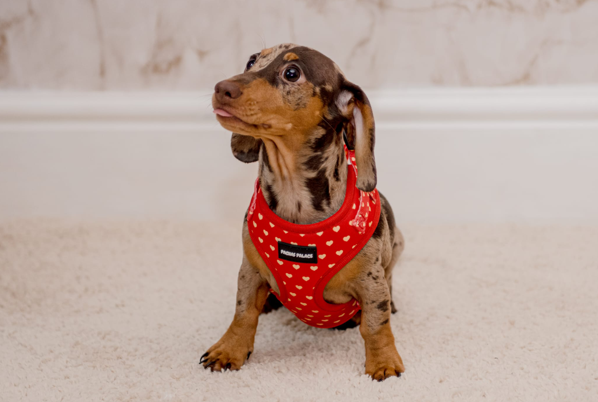 Red Puppy Harness & Matching Lead
