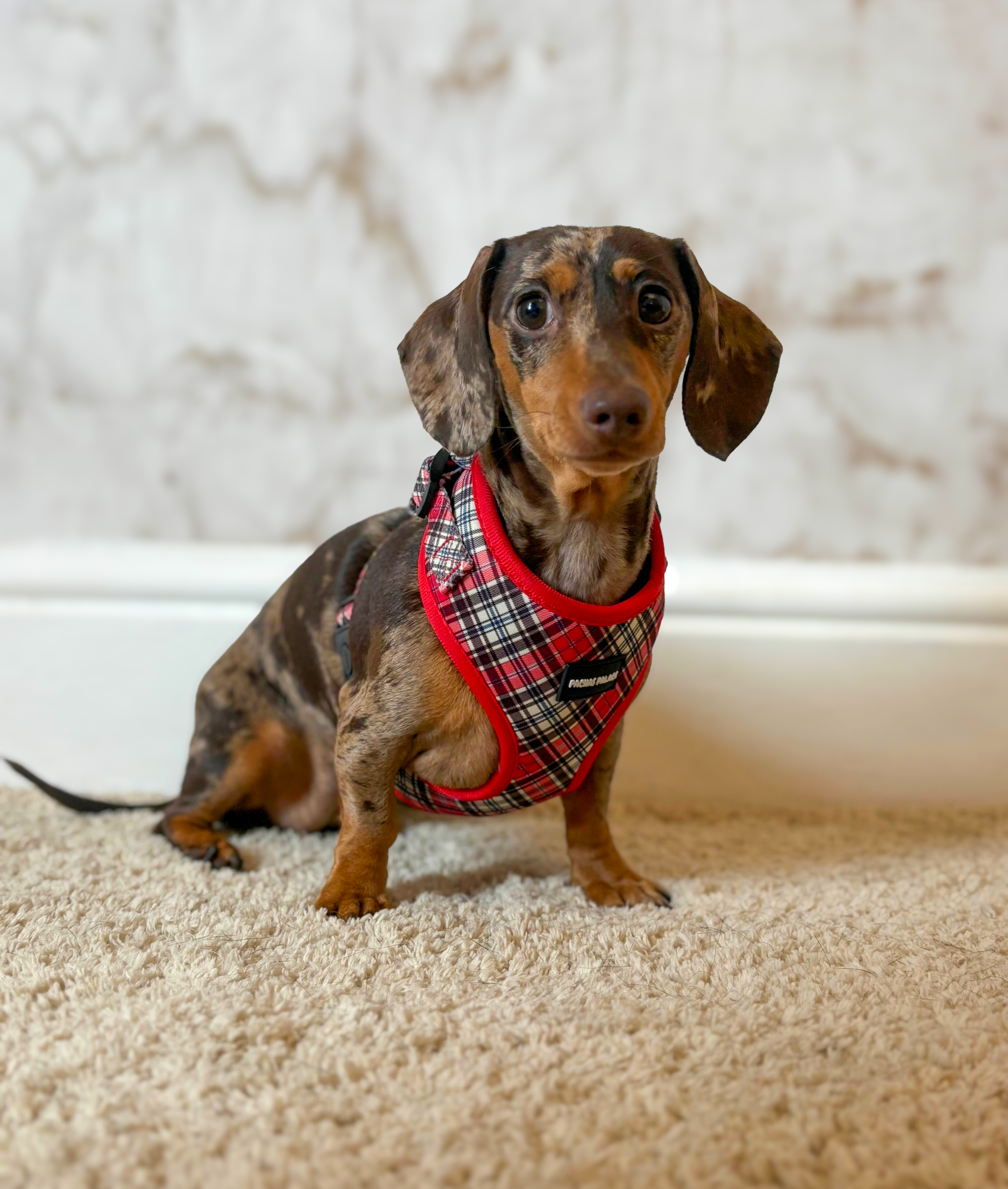 Red Tartan Dog Harness & Matching Lead