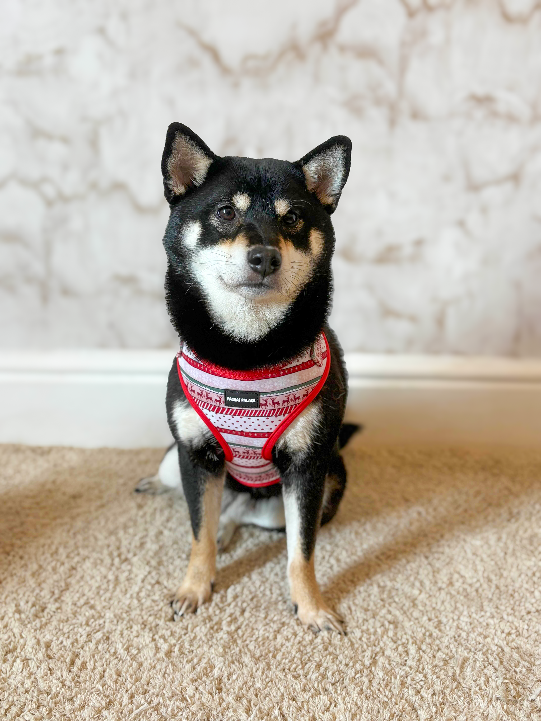 Red Christmas Harness & Matching Lead
