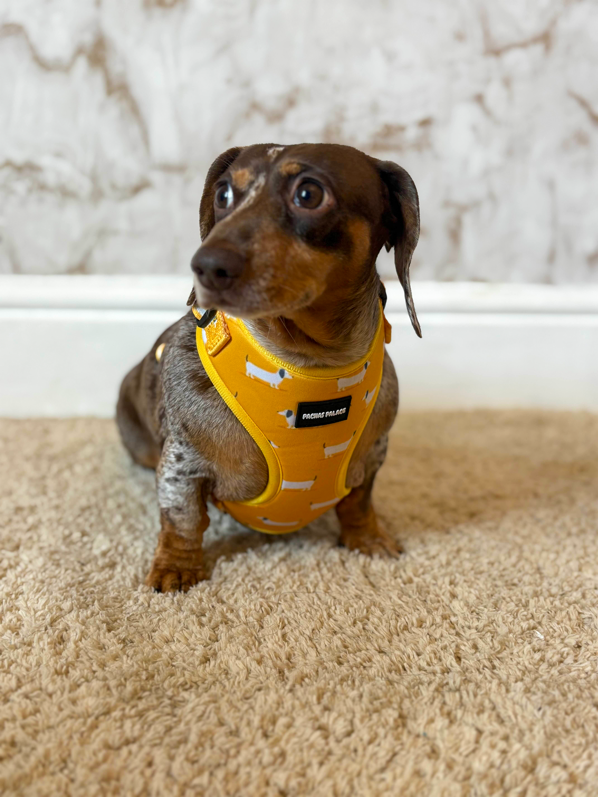 Yellow Dachshund Dog Harness & Matching Lead